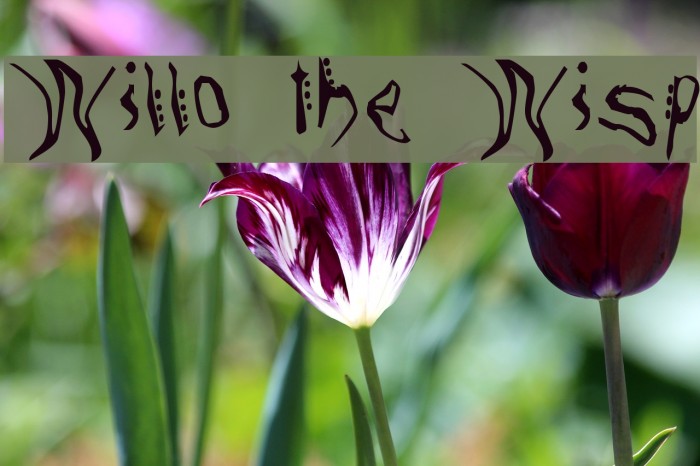 Willo the Wisp Font examples