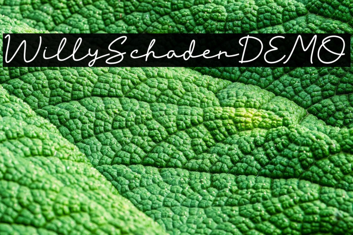 Willy Schaden DEMO Example 3