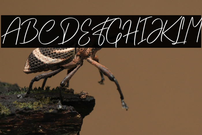 Willybery PERSONAL USE ONLY! Schriftart examples