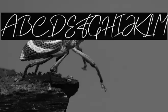 Willybery PERSONAL USE ONLY! Caratteri examples