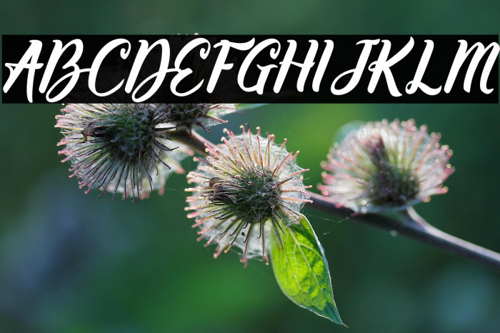 Willynta-Script Example 3