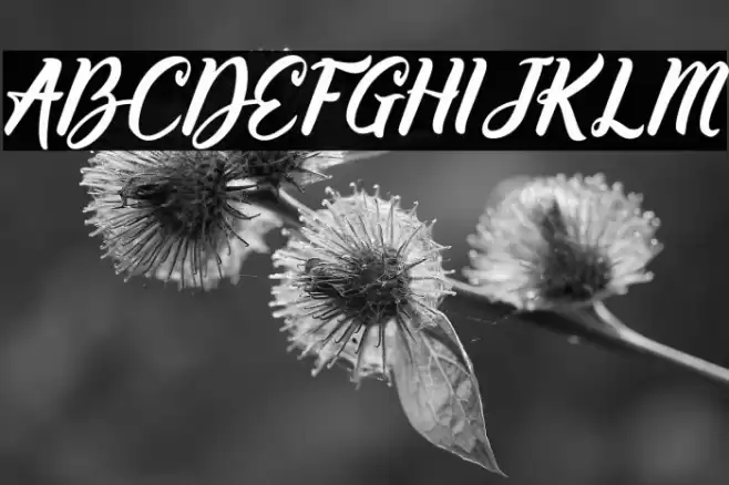 Willynta-Script Font examples