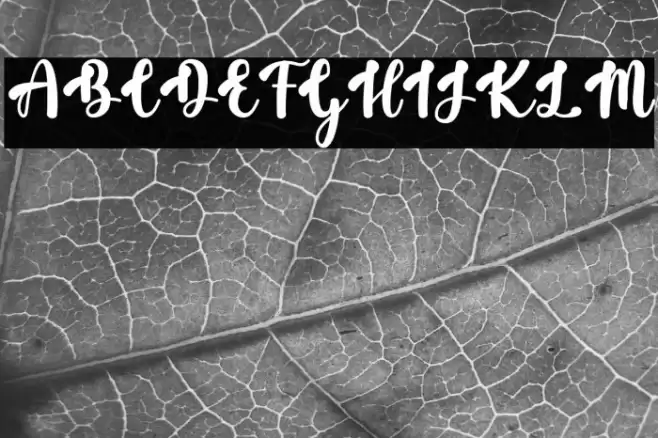 Wilona Font examples