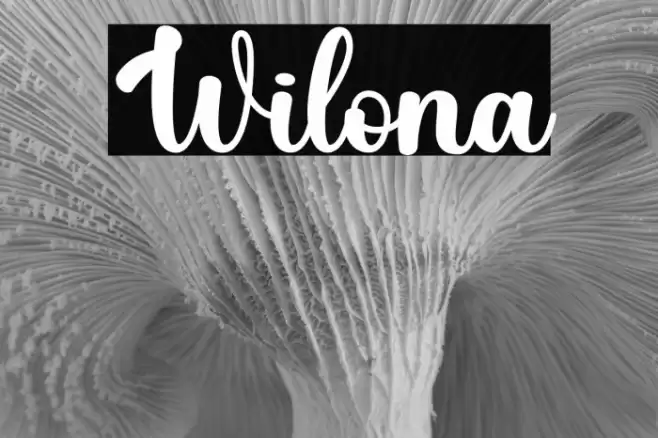 Wilona Font examples
