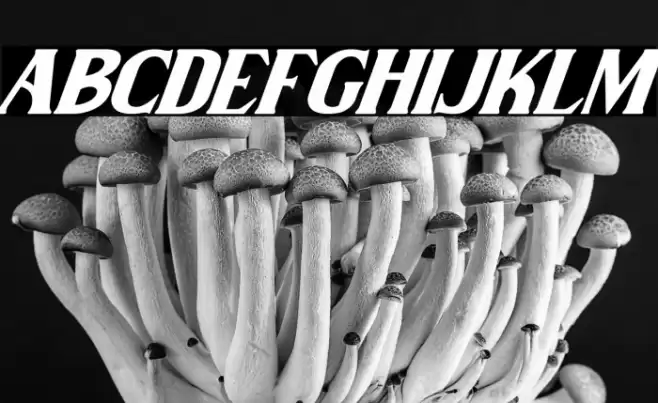 Wilson hawk Italic Font examples