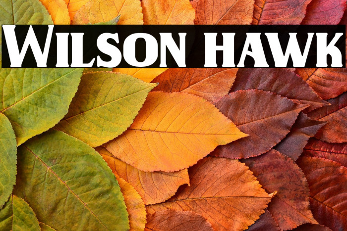 Wilson hawk Example 2