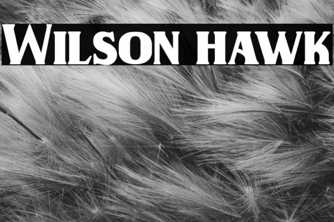 Wilson hawk Font examples