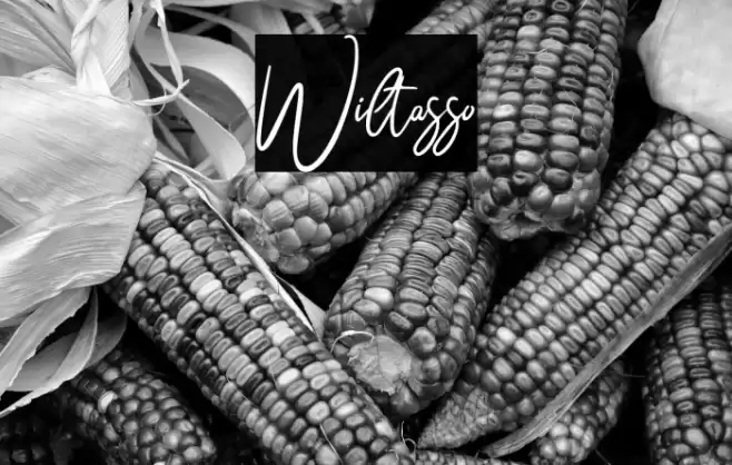 Wiltasso Caratteri examples