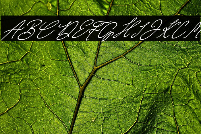 Wimter White Italic Example 1