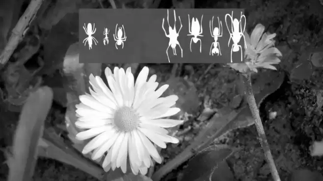 Win Bugs Fuentes examples