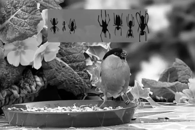 Win Bugs Fuentes examples