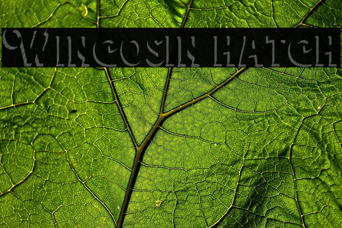 Wincosin hatch Example 1