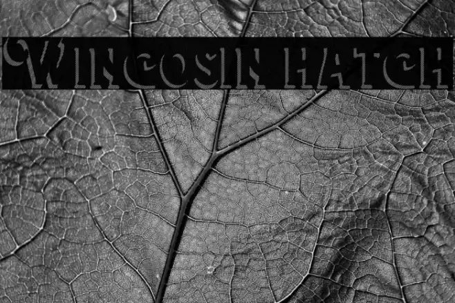 Wincosin hatch Font examples