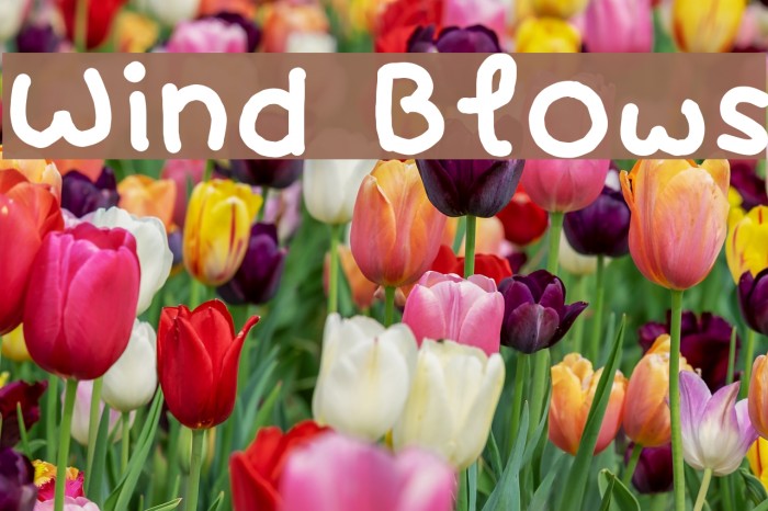 Wind Blows Font examples