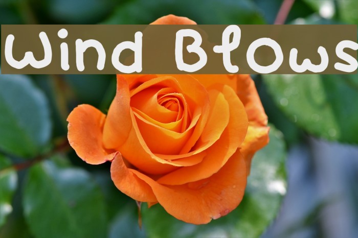 Wind Blows Font examples