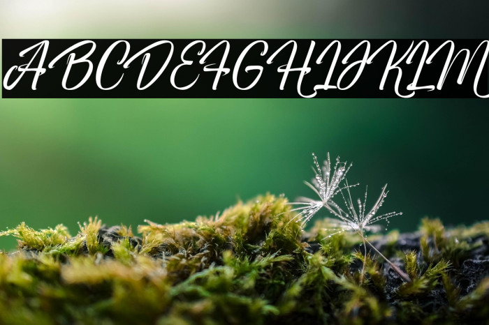 Windey Signature personal use Example 2