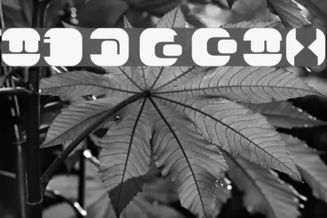 WindowX Font examples