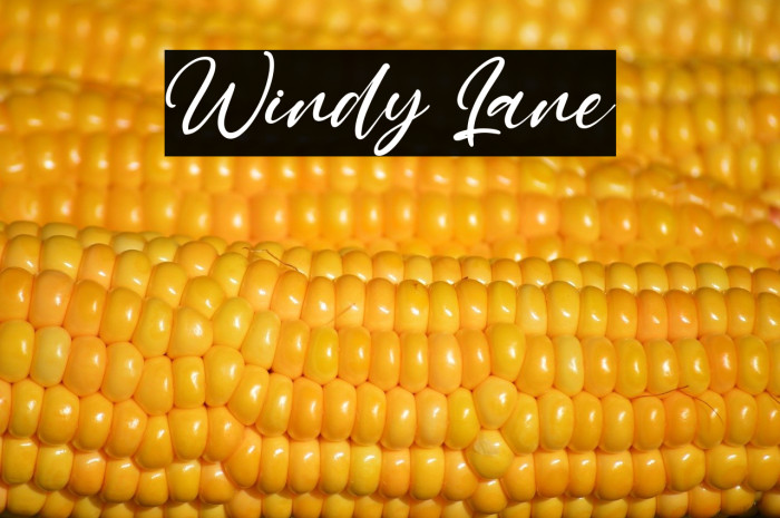 Windy Lane Example 1
