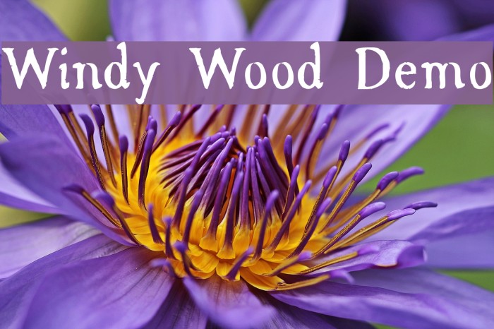 Windy Wood Demo Font examples