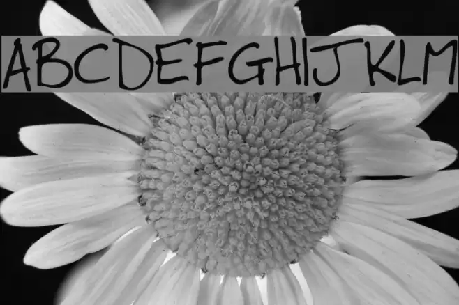 Winkie Font examples