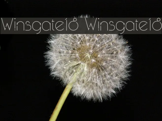 Winsgate18 Winsgate18 Example 3