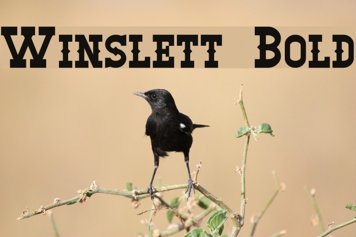 Winslett Bold Font examples