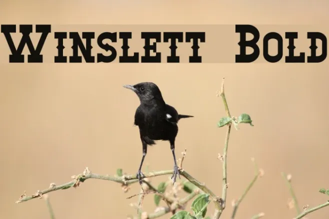 Winslett Bold Example 2