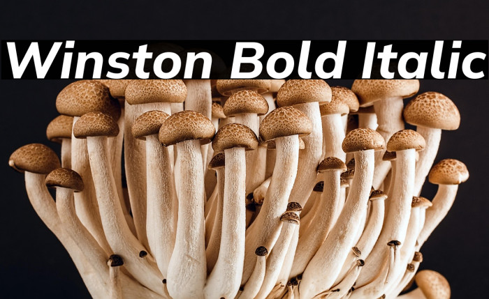 Winston Bold Italic Example 1