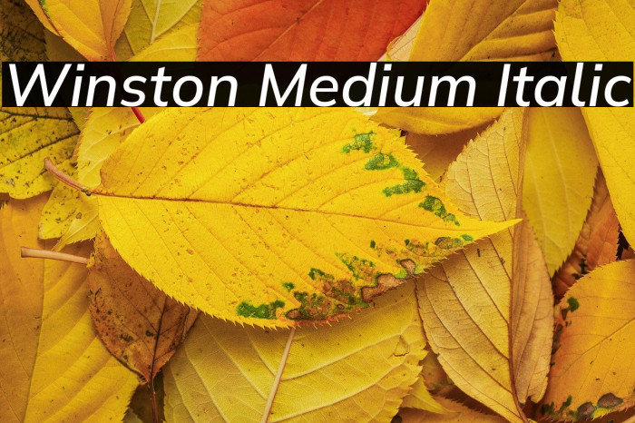 Winston Medium Italic Example 1