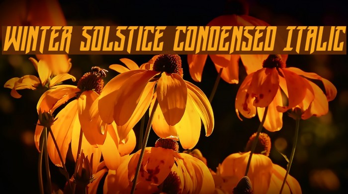 Winter Solstice Condensed Italic Font examples