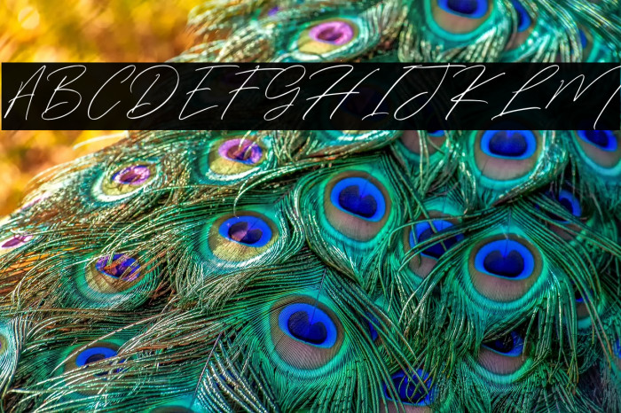 WinterfelliaFreePersonalUse Example 1