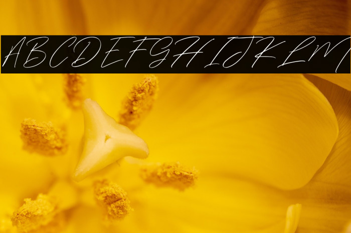 WinterfelliaFreePersonalUse Example 2