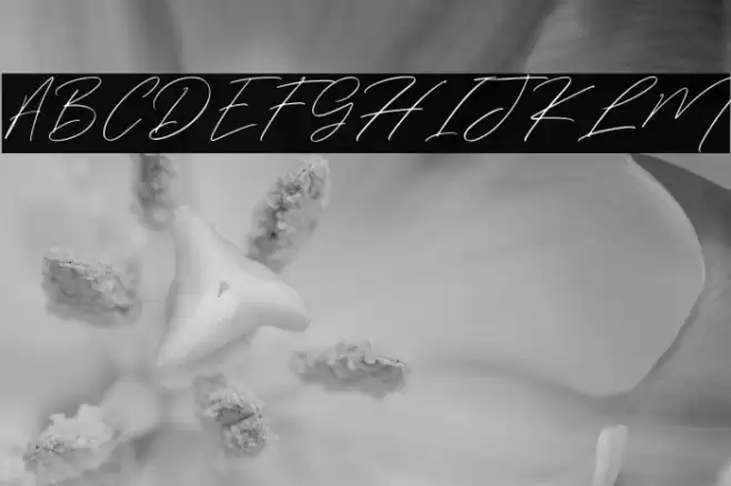 WinterfelliaFreePersonalUse Font examples