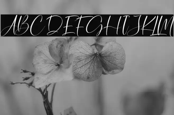 Winterland Italic Font examples