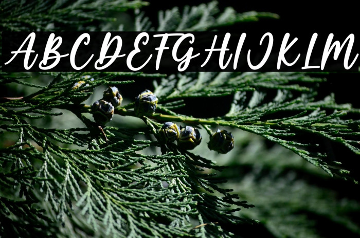 Winterland Example 3