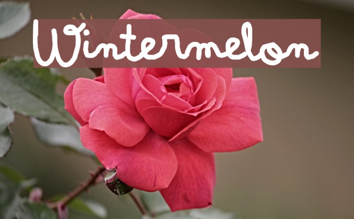 Wintermelon Font examples