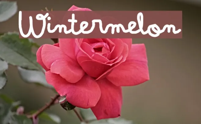 Wintermelon Example 2