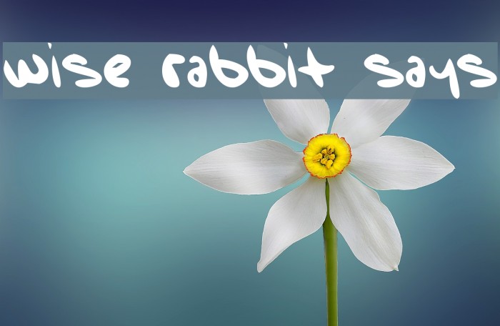Wise Rabbit Says Font examples