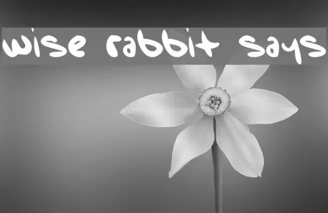 Wise Rabbit Says Font examples
