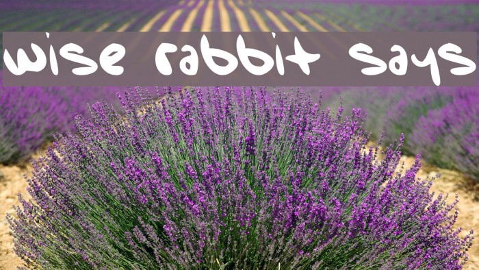 Wise Rabbit Says Font examples