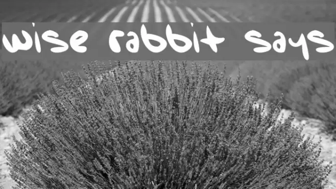 Wise Rabbit Says Font examples