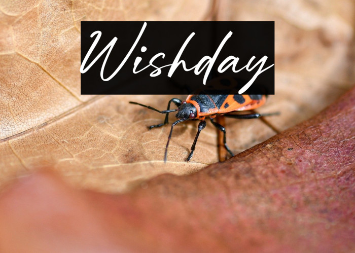 Wishday Schriftart examples