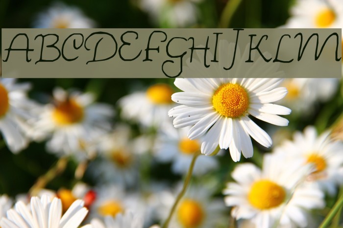 Wishes Font examples