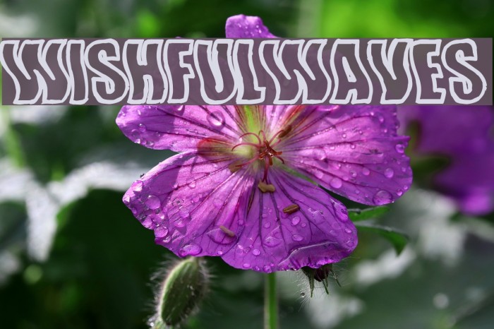 WishfulWaves Polices examples