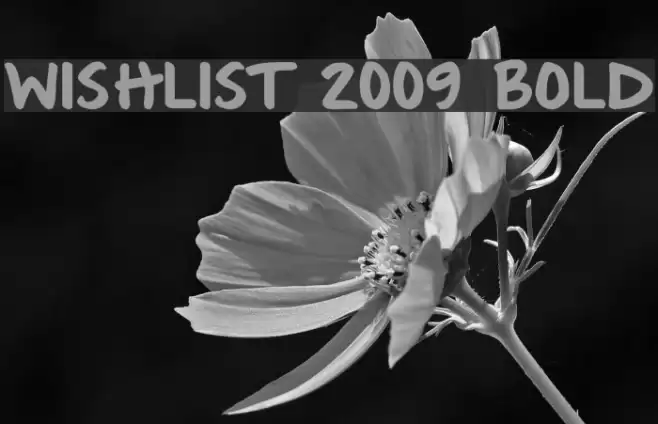 Wishlist 2009 Bold Шрифта examples