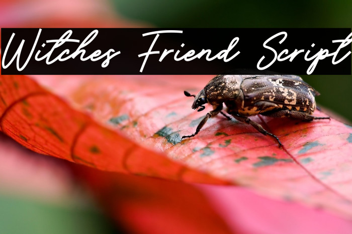 Witches Friend Script Example 3