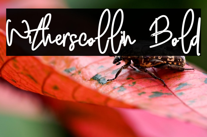 Witherscollin Bold Example 1