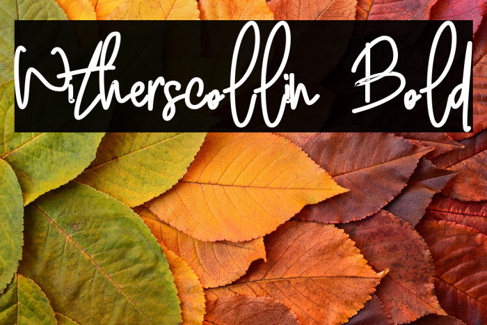 Witherscollin Bold Example 3