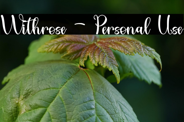 Withrose - Personal Use Example 3