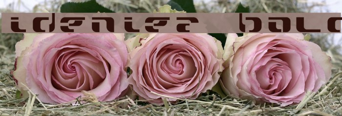 widzeniea bold Font examples
